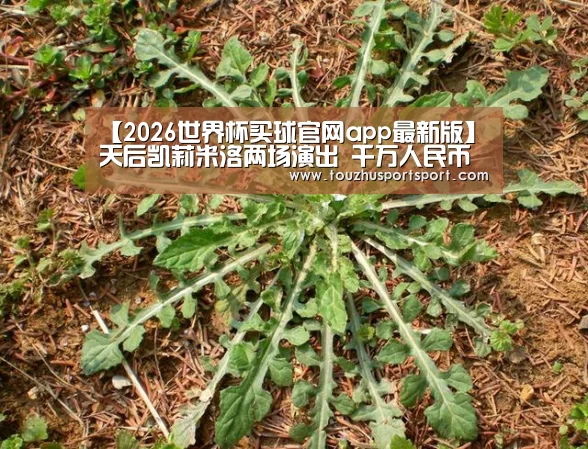 2026世界杯买球官网app入口在线